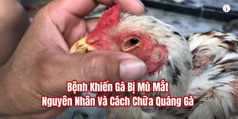 Bệnh khiến gà bị mù mắt