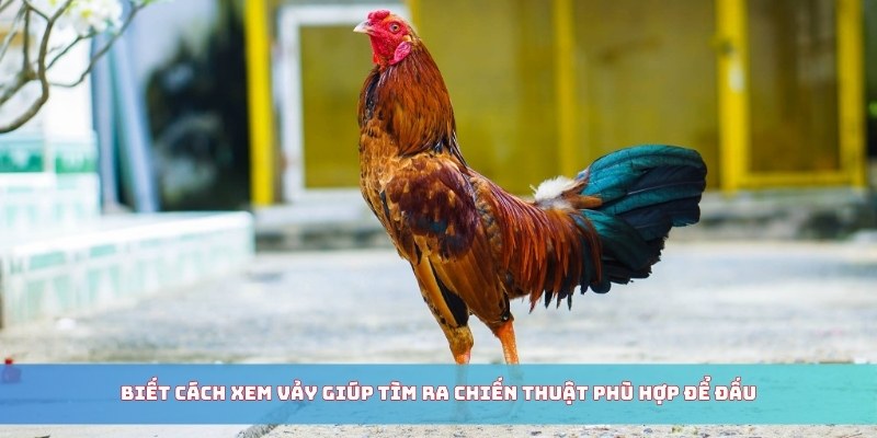 Biết cách xem vảy giúp tìm ra chiến thuật phù hợp để đấu