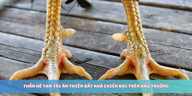 Thần kê Tam Tài Án Thiên bất khả chiến bại trên đấu trường