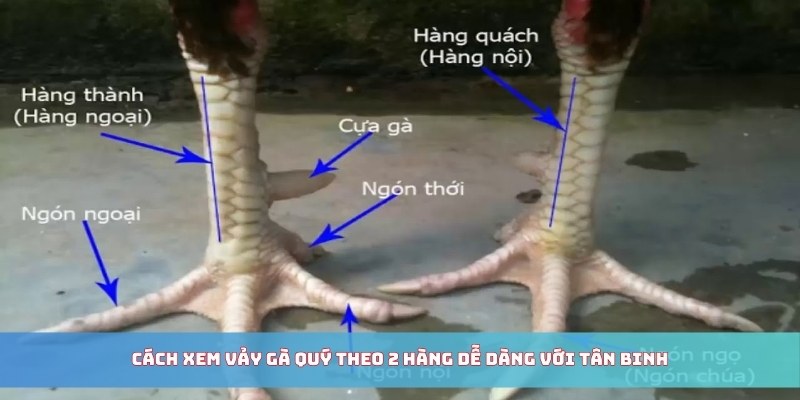 Cách xem vảy gà quý theo 2 hàng dễ dàng với tân binh