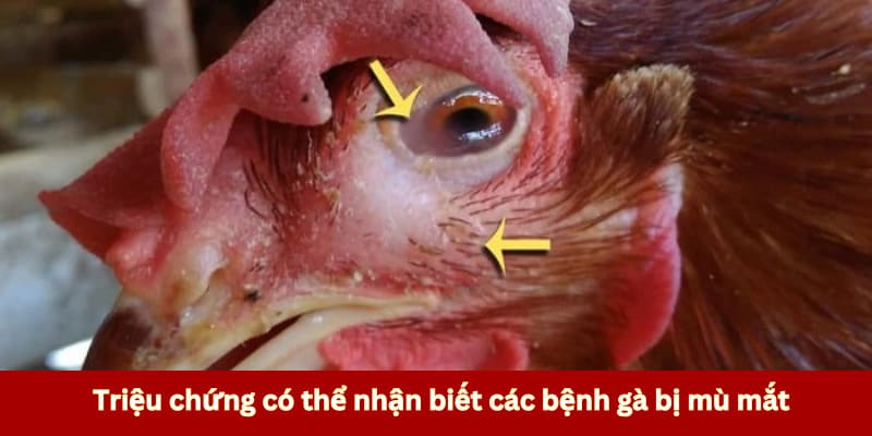 Triệu chứng có thể nhận biết các bệnh gà bị mù mắt